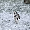 Vanille a rejoint le concours — aidez-le/la à gagner de superbes lots ! dog, snow, winter, outdoors, yard, grass, fence, trees, animal, pet, black_and_white, standing, looking_at_camera, ears, collar, snowy_ground, nature, park, portrait, cold_weather