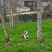 Vanille a rejoint le concours — aidez-le/la à gagner de superbes lots ! dog, pet, animal, grass, outdoor, park, trees, tree_trunks, nature, garden, lawn, greenery, rustic, building, hedge, portrait, sitting, lying_down, tongue_out, collar