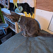 Ozzy Osbourne is registered to the contest to win money with this photo: cat, gray_cat, collar, indoor, air_conditioner, fabric, cardboard, can, pepsi_can, table, wall, furniture, pet, animal, curious, side_view, domestic_cat, household_item, decor, sign