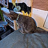 cat, gray_cat, collar, indoor, air_conditioner, fabric, cardboard, can, pepsi_can, table, wall, furniture, pet, animal, curious, side_view, domestic_cat, household_item, decor, sign