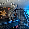 Ozzy Osbourne is registered to the contest to win money with this photo: cat, gray_cat, indoor, curious, collar, bell, heater, vent, patterned_blanket, plaid_fabric, blue_light, ceiling, cord, electrical_cable, furniture, pet, animal, looking_up, room, cozy