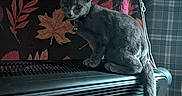 Ozzy Osbourne is registered to the contest to win money with this photo: cat, gray_cat, animal, pet, heater, indoor, curious, perched, feline, floral_pattern, fabric, plaid, curtain, ceiling, wear_and_tear, cord, looking, side_view, tail, domestic