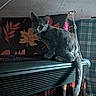 cat, gray_cat, animal, pet, heater, indoor, curious, perched, feline, floral_pattern, fabric, plaid, curtain, ceiling, wear_and_tear, cord, looking, side_view, tail, domestic