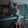 Ozzy Osbourne is registered to the contest to win money with this photo: cat, gray_cat, indoor, perched, heater, vent, collar, curious, floral_curtain, plaid_curtain, dim_light, furniture, wall, ceiling, domestic_animal, pet, feline, tail, whiskers, window