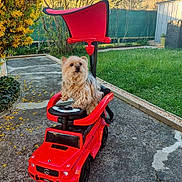 Javelle a rejoint le concours — aidez-le/la à gagner de superbes lots ! dog, toy_car, red, outdoor, grass, path, garden, small_dog, pet, animal, play, vehicle, mercedes, fur, cute, backyard, nature, yellow_flowers, steering_wheel, plastic