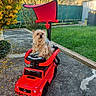 dog, toy_car, red, outdoor, grass, path, garden, small_dog, pet, animal, play, vehicle, mercedes, fur, cute, backyard, nature, yellow_flowers, steering_wheel, plastic