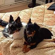 Polly Et Myrtille a rejoint le concours — aidez-le/la à gagner de superbes lots ! animal, bed, black_dog, blanket, carpet, chair, cozy, cute, dog, domestic, floor, fur, furniture, home, indoor, pet, relaxed, resting, small_dog, white_dog