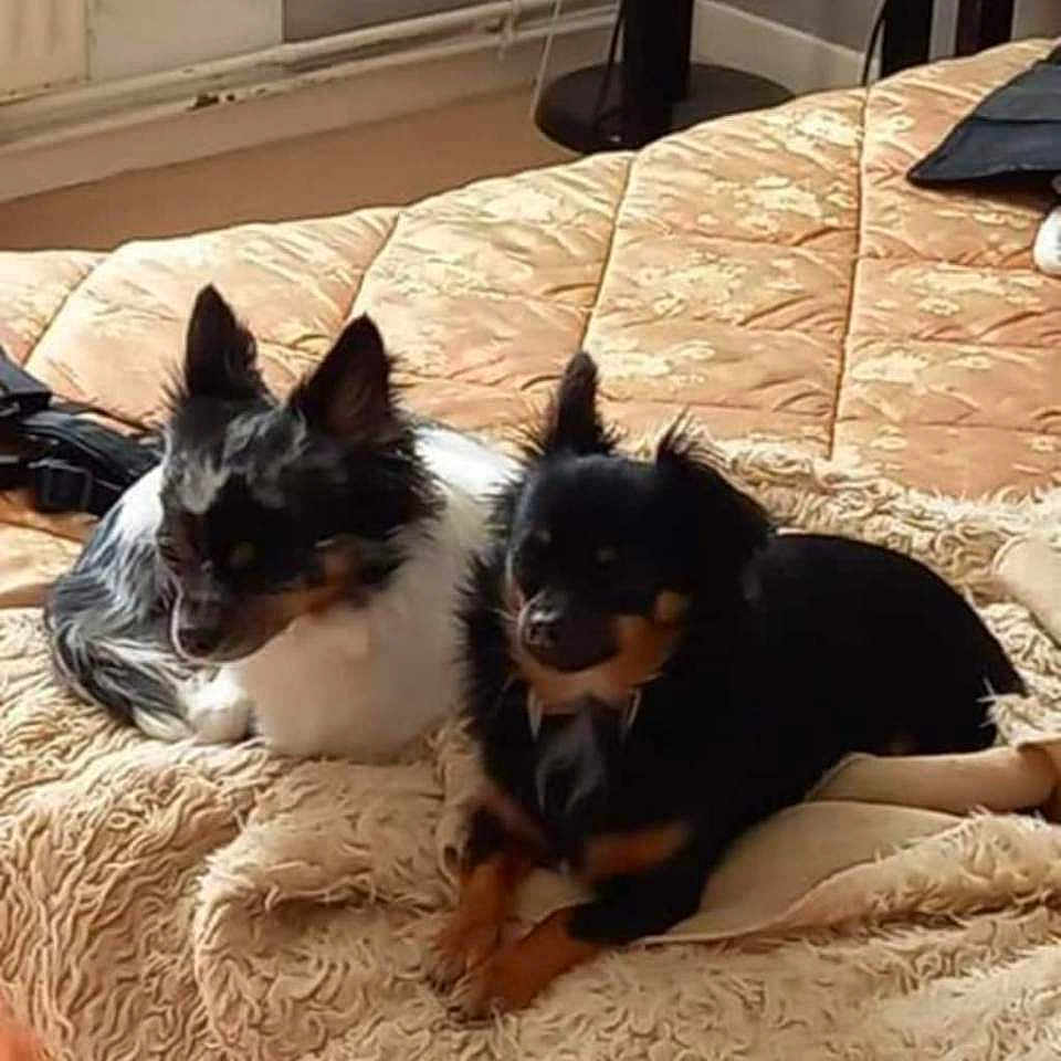 Polly Et Myrtille a rejoint le concours — aidez-le/la à gagner de superbes lots ! animal, bed, black_dog, blanket, carpet, chair, cozy, cute, dog, domestic, floor, fur, furniture, home, indoor, pet, relaxed, resting, small_dog, white_dog