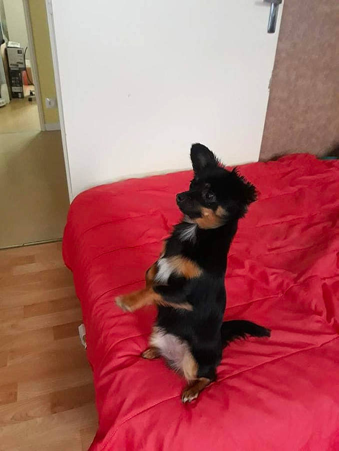 Polly a rejoint le concours — aidez-le/la à gagner de superbes lots ! carnivore, comfort, companion_dog, couch, dog, dog_breed, felidae, flooring, fur, hardwood, linens, magenta, room, small_to_medium_sized_cats, sporting_group, tail, toy_dog, whiskers, wood, working_animal