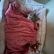 Susan joined the competition — help win amazing prizes! cat, tabby, kitten, pet, wrapped, blanket, pink_blanket, cozy, sleeping, resting, bassinet, basket, bed, toy, indoors, portrait, cute, whiskers, ears, feline