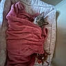 cat, tabby, kitten, pet, wrapped, blanket, pink_blanket, cozy, sleeping, resting, bassinet, basket, bed, toy, indoors, portrait, cute, whiskers, ears, feline