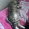 Susan joined the competition — help win amazing prizes! cat, tabby_cat, pet, sleeping, relaxed, lying_down, white_paws, striped_fur, animal, feline, bed, blanket, pink_blanket, indoor, bedroom, cozy, cute, resting, whiskers, portrait