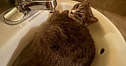 Susan joined the competition — help win amazing prizes! cat, tabby, kitten, animal, pet, furry, striped, sleeping, curled_up, sink, bathroom, faucet, basin, indoors, home, relaxed, cute, portrait, plant, chrome