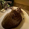 cat, tabby, kitten, animal, pet, furry, striped, sleeping, curled_up, sink, bathroom, faucet, basin, indoors, home, relaxed, cute, portrait, plant, chrome