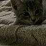 Susan joined the competition — help win amazing prizes! cat, kitten, sleepy, indoor, blanket, knitted_blanket, cozy, resting, lying_down, close_up, animal, feline, whiskers, eyes, face, fur, home, bed, dark, grainy