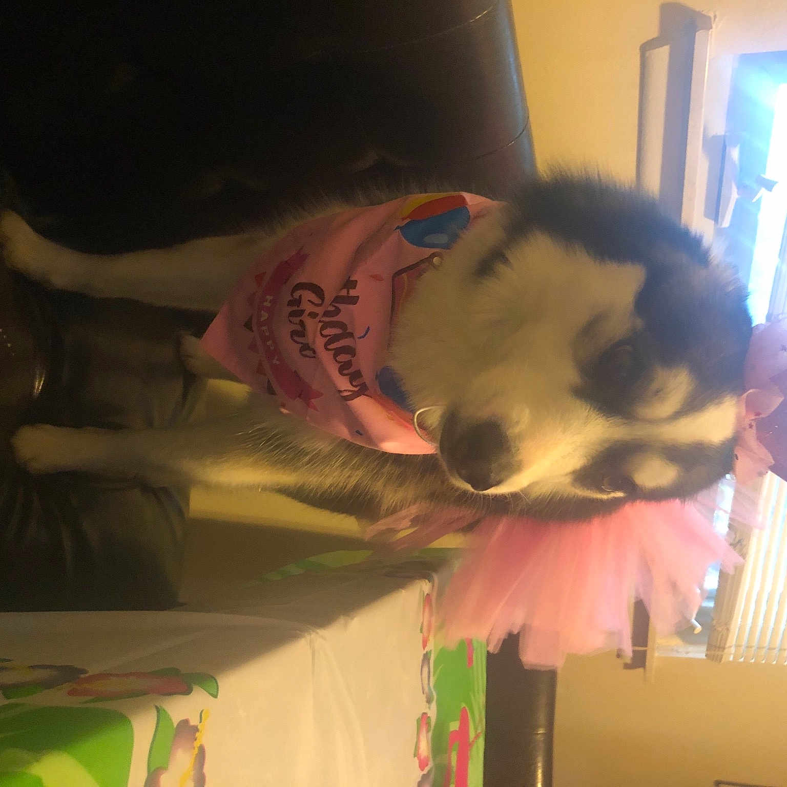 Luna joined the competition — help win amazing prizes! fur, natural_material, photography, snapshot