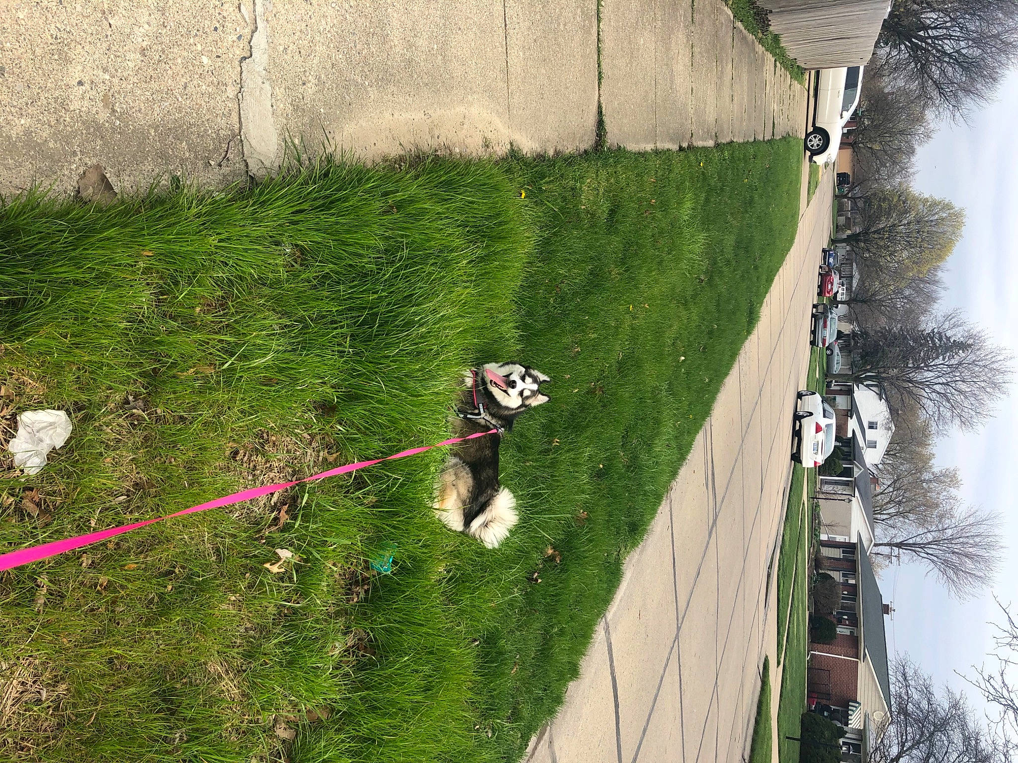 Luna is registered to the contest to win money with this photo: bungee_cord, lane, shadow