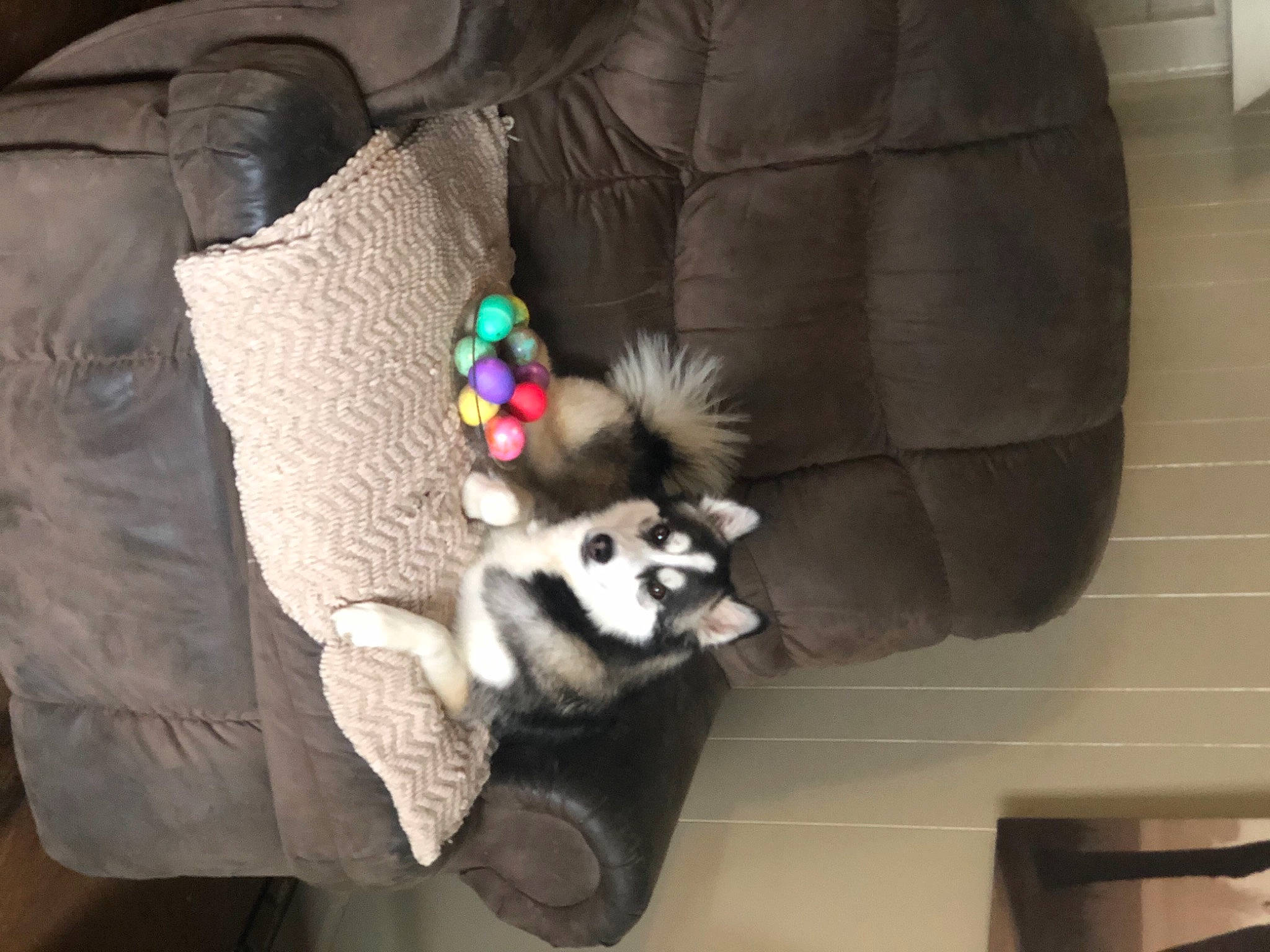 Luna is registered to the contest to win money with this photo: animal_product, carnivore, fur, fur_clothing, living_room, natural_material, pet_supply, plush, snout, textile, toy