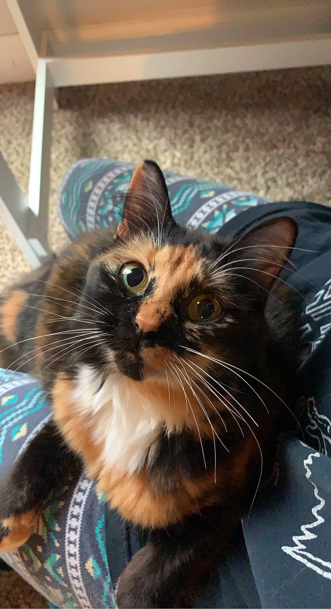 Nyx joined the competition — help win amazing prizes! carnivore, cat, comfort, domestic_short_haired_cat, ear, electric_blue, felidae, fur, paw, plant, sitting, small_to_medium_sized_cats, snapshot, snout, whiskers, window