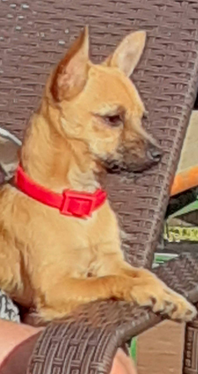 Ruby participe au concours pour gagner de l'argent avec cette photo : ancient_dog_breeds, canidae, carnivore, carolina_dog, chihuahua, companion_dog, dog, dog_breed, ear, fawn, mammal, pariah_dog, puppy, snout, sporting_group, vertebrate, whiskers