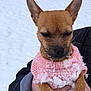animal, brown_dog, cold_weather, cute, dog, ears, face, fur, hand, knitwear, outdoor, paws, person_holding, pet, pink_sweater, small_dog, snow, snow_covered, winter, winter_clothing