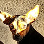 dog, small_dog, ears, brown_eyes, sunlight, shadow, face, pet, animal, closeup, portrait, texture, wall, indoor, alert, watchful, canine, fur, expression, light