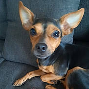Tina participe au concours pour gagner de l'argent avec cette photo : animal, black, brown, canine, closeup, companion, couch, cute, dog, domestic, ears, face, fur, indoor, looking, paw, pet, sitting, small_dog, snout