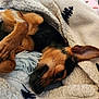dog, puppy, blanket, paw, snuggling, cozy, sleepy, fur, ear, cute, resting, comfort, indoor, closeup, pet, animal, brown, black, soft, relaxing