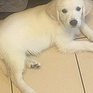 Aiko participe au concours pour gagner de l'argent avec cette photo : puppy, dog, white, indoor, floor, tile, pet, young, cute, animal, canine, laying, fur, looking, eyes, head, nose, paw, relaxed, domestic