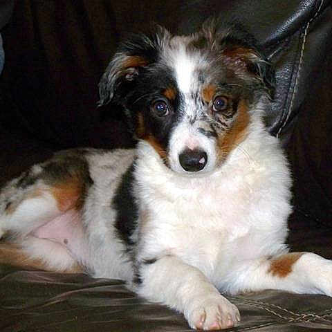 Pretty Little Princesse