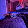 animal, blanket, cat, cozy, cute, decor, door, feline, furniture, home, indoor, pet, pillow, purple_light, red_light, relaxed, resting, soft_texture, string_lights, sweater