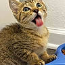 Bmo joined the competition — help win amazing prizes! animal, blue_bowl, cat, close_up, curious, cute, domestic_animal, food, funny, fur, indoor, kitten, mammal, paws, pet, playful, tabby, tongue_out, whiskers, young