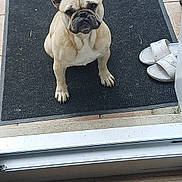 Rita participe au concours pour gagner de l'argent avec cette photo : dog, french_bulldog, pet, animal, doormat, slippers, floor, tile, outdoor, waiting, cute, small_dog, ears, sitting, looking_up, doorway, domestic, companion, fur, paw