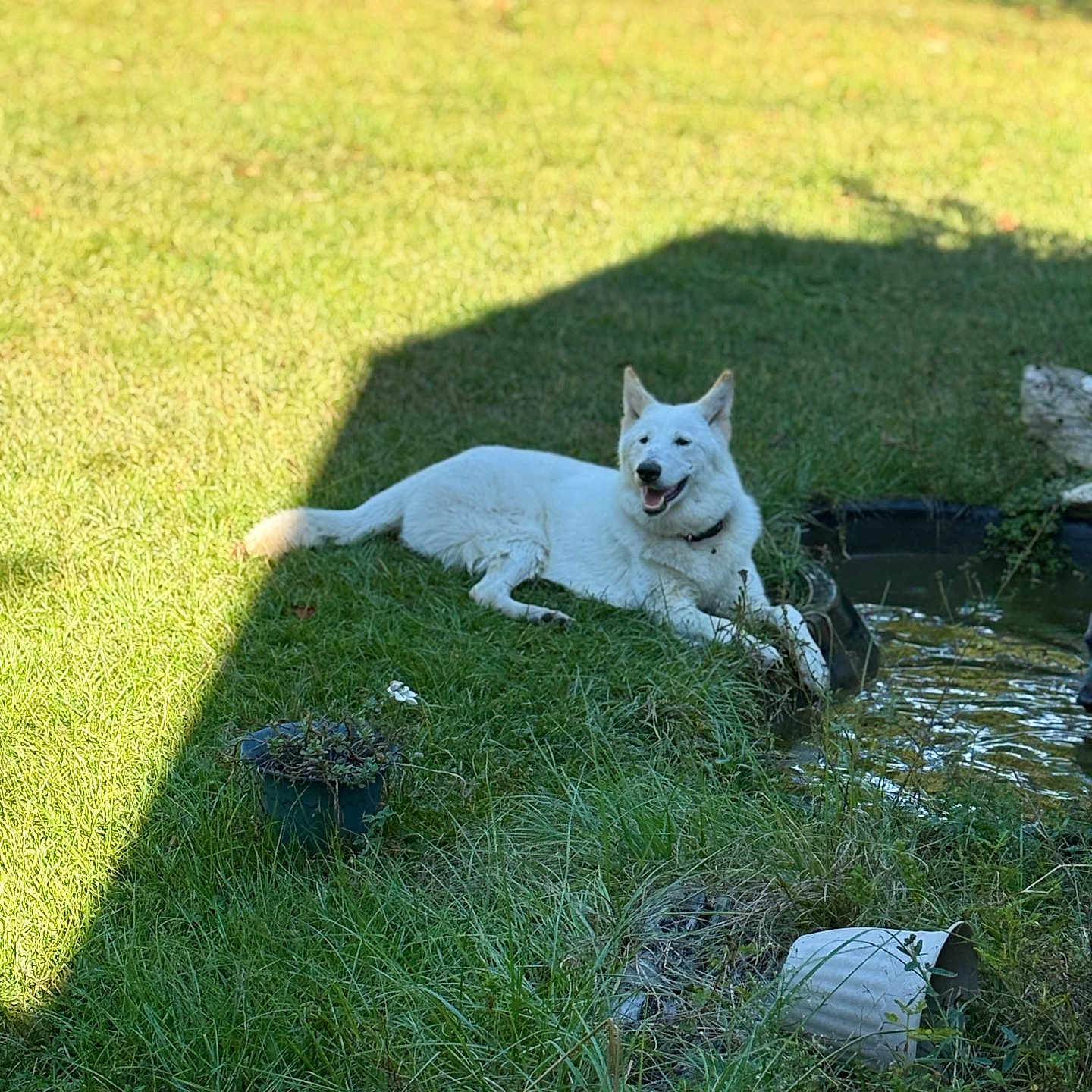 Kayda Jade is registered to the contest to win money with this photo: animal, canine, collar, daytime, dog, garden, grass, greenery, nature, outdoor, pet, plants, pond, relaxing, shadow, smiling_dog, sunlight, water, white_dog, yard