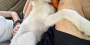 Kayda Jade is registered to the contest to win money with this photo: dog, white_dog, car_interior, backseat, person, hand, paw, watch, backpack, window, clothing, leg, seat, relaxing, pet, animal, fur, casual, resting, human