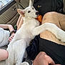 dog, white_dog, car_interior, backseat, person, hand, paw, watch, backpack, window, clothing, leg, seat, relaxing, pet, animal, fur, casual, resting, human