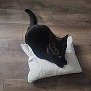 Rosie is registered to the contest to win money with this photo: black_cat, cat, pet, animal, feline, pillow, white_pillow, wooden_floor, flooring, indoor, relaxed, lying_down, curious, fur, whiskers, tail, domestic_animal, companion, cozy, resting