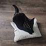 black_cat, cat, pet, animal, feline, pillow, white_pillow, wooden_floor, flooring, indoor, relaxed, lying_down, curious, fur, whiskers, tail, domestic_animal, companion, cozy, resting