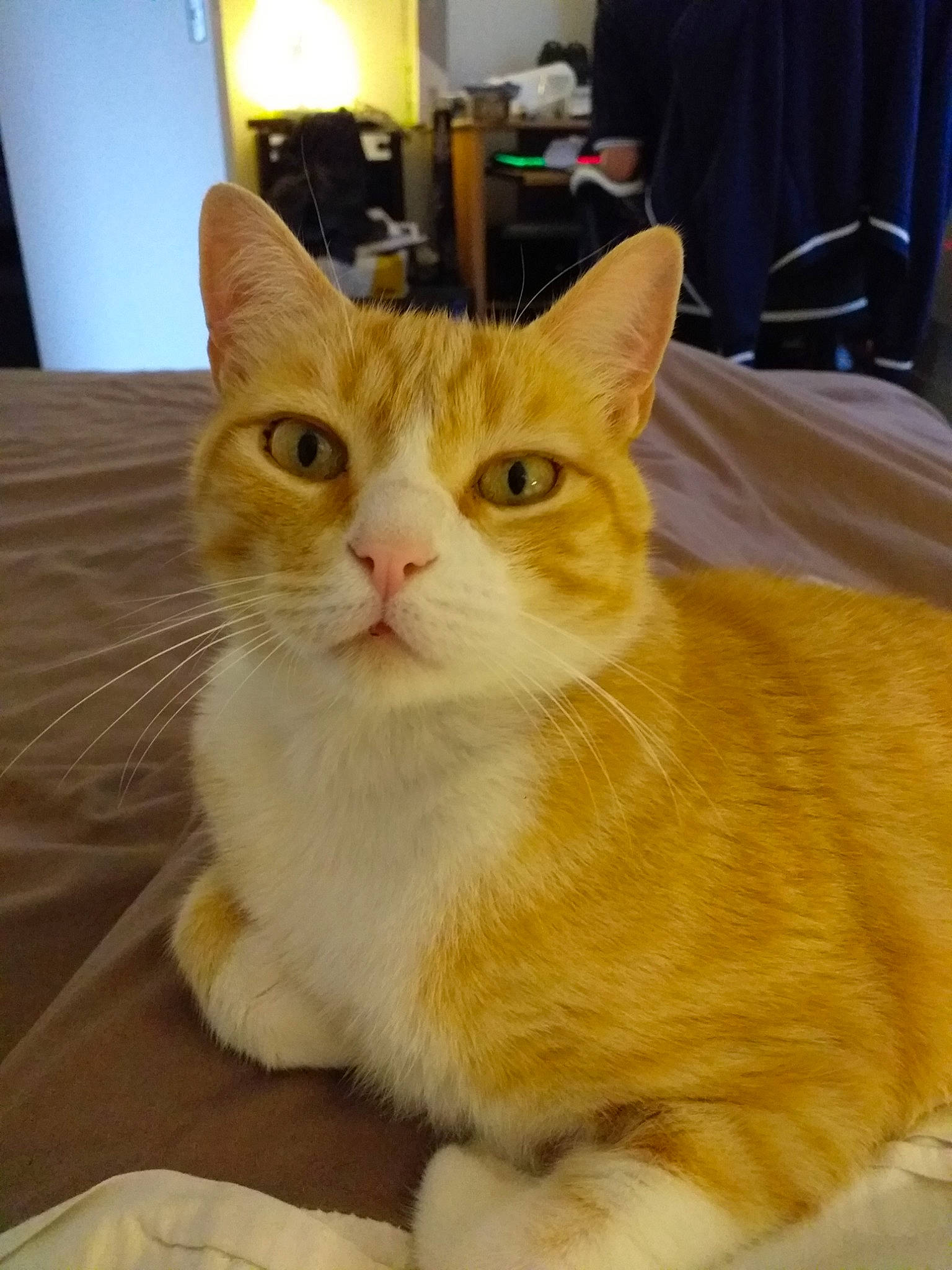 Hadès a rejoint le concours — aidez-le/la à gagner de superbes lots ! aegean_cat, american_shorthair, american_wirehair, arabian_mau, asian, asian_semi_longhair, australian_mist, carnivore, cat, cymric, domestic_short_haired_cat, european_shorthair, fawn, felidae, kitten, mammal, polydactyl_cat, small_to_medium_sized_cats, tabby_cat, whiskers