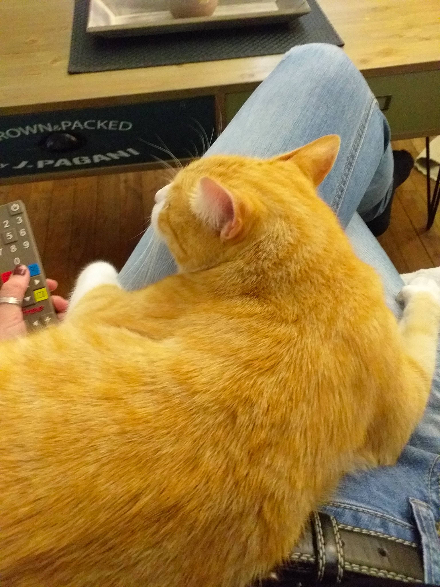 Hadès participe au concours pour gagner de l'argent avec cette photo : asian, carnivore, cat, colorpoint_shorthair, ear, fawn, felidae, fur, nap, small_to_medium_sized_cats, snout, tail, whiskers, yellow