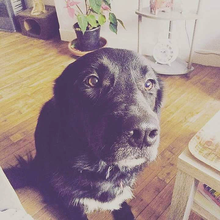 Angus a rejoint le concours — aidez-le/la à gagner de superbes lots ! black, canidae, carnivore, companion_dog, dog, dog_breed, fur, labrador_retriever, nose, puppy, retriever, snout, sporting_group, whiskers