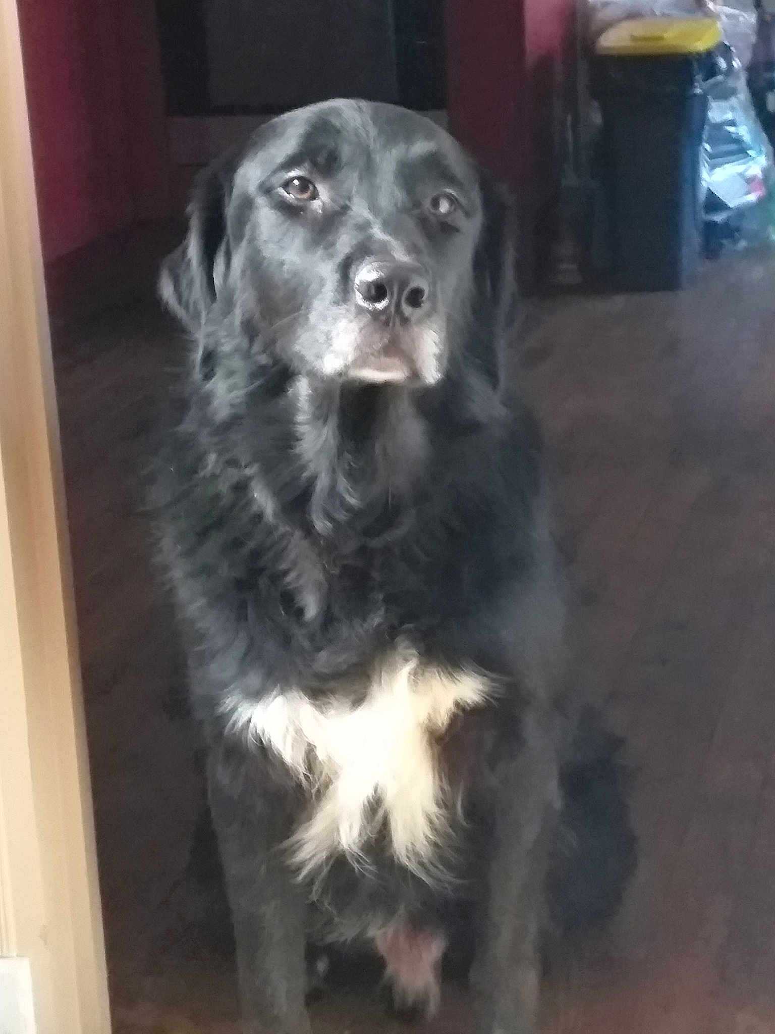 Angus