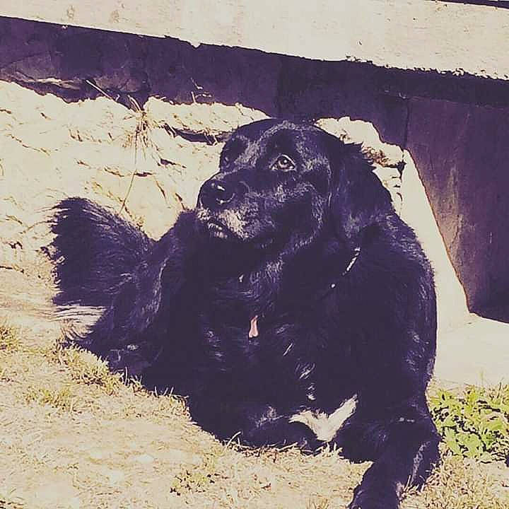 Angus participe au concours pour gagner de l'argent avec cette photo : art, boykin_spaniel, canidae, carnivore, dog, dog_breed, flat_coated_retriever, newfoundland, retriever, snout, sporting_group, tints_and_shades