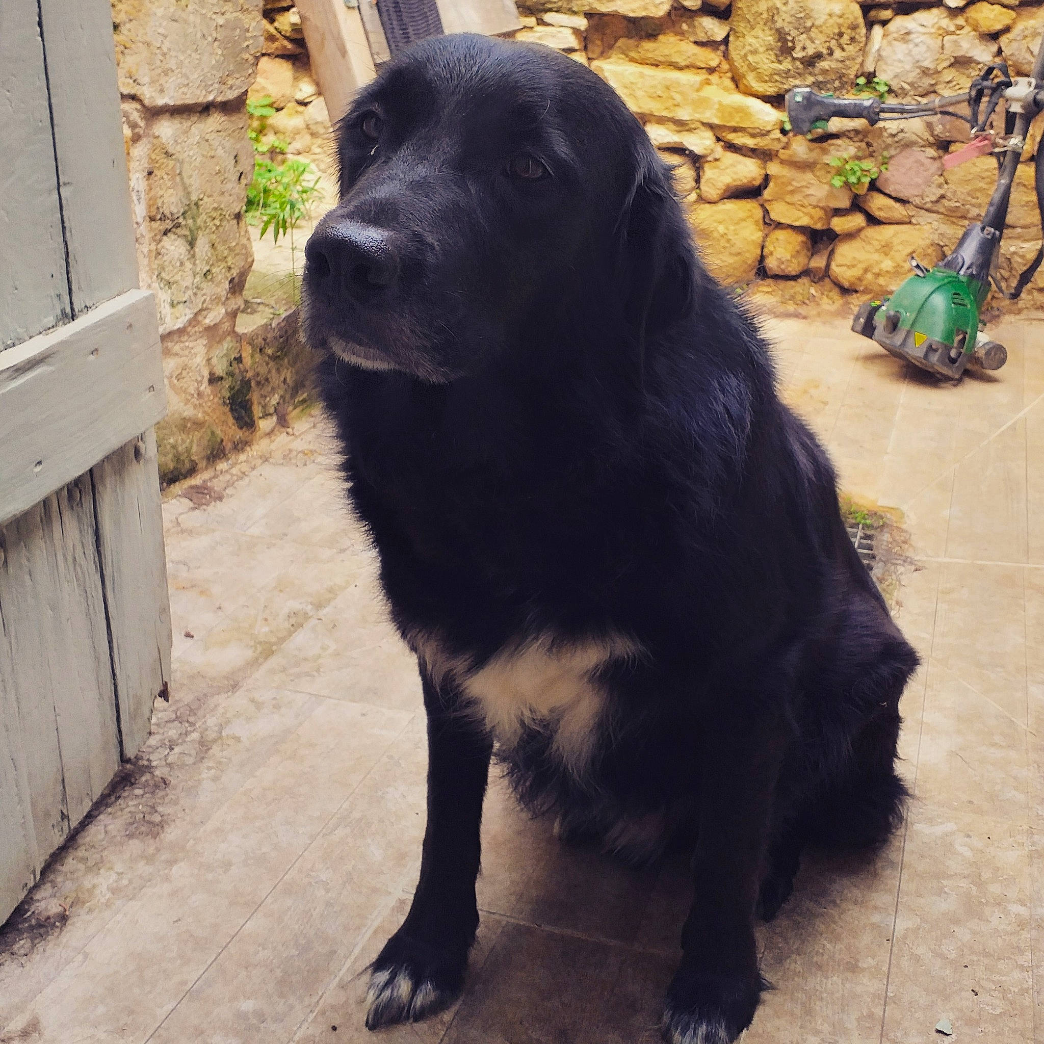 Angus participe au concours pour gagner de l'argent avec cette photo : ancient_dog_breeds, borador, canidae, carnivore, companion_dog, dog, dog_breed, flat_coated_retriever, gaddi_kutta, labrador_retriever, mammal, newfoundland, snout, sporting_group, vertebrate