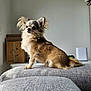 dog, chihuahua, small_dog, pet, sitting, fur, ears, couch, indoor, furniture, cardboard_box, neutral_wall, fluffy, alert, cute, animal, companion, domestic, house, portrait