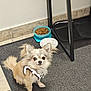 Crispy participe au concours pour gagner de l'argent avec cette photo : dog, small_dog, fluffy, harness, food_bowl, kibble, carpet, tile_floor, indoor, pet, animal, ears, fur, looking_up, black_nose, tail, white_bowl, metal_furniture, corner, home