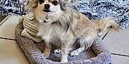Crispy participe au concours pour gagner de l'argent avec cette photo : animal, blanket, canine, comfort, companion, cozy, cute, dog, domestic_animal, floor, fur, fur_texture, home, indoor, pet_bed, relaxed, resting, sitting, small_dog, tile