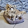 Crispy participe au concours pour gagner de l'argent avec cette photo : dog, pet_bed, blanket, floor, tile, small_dog, fur, animal, indoor, cozy, resting, cute, companion, domestic_animal, canine, fur_texture, sitting, relaxed, home, comfort