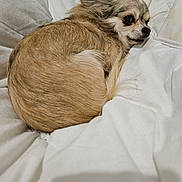 Crispy participe au concours pour gagner de l'argent avec cette photo : animal, bed, brown_fur, companion, cozy, curled_up, cute, dog, ears, fluffy, fur, indoor, lying_down, pet, relaxed, resting, side_view, sleepy, small_dog, white_blanket