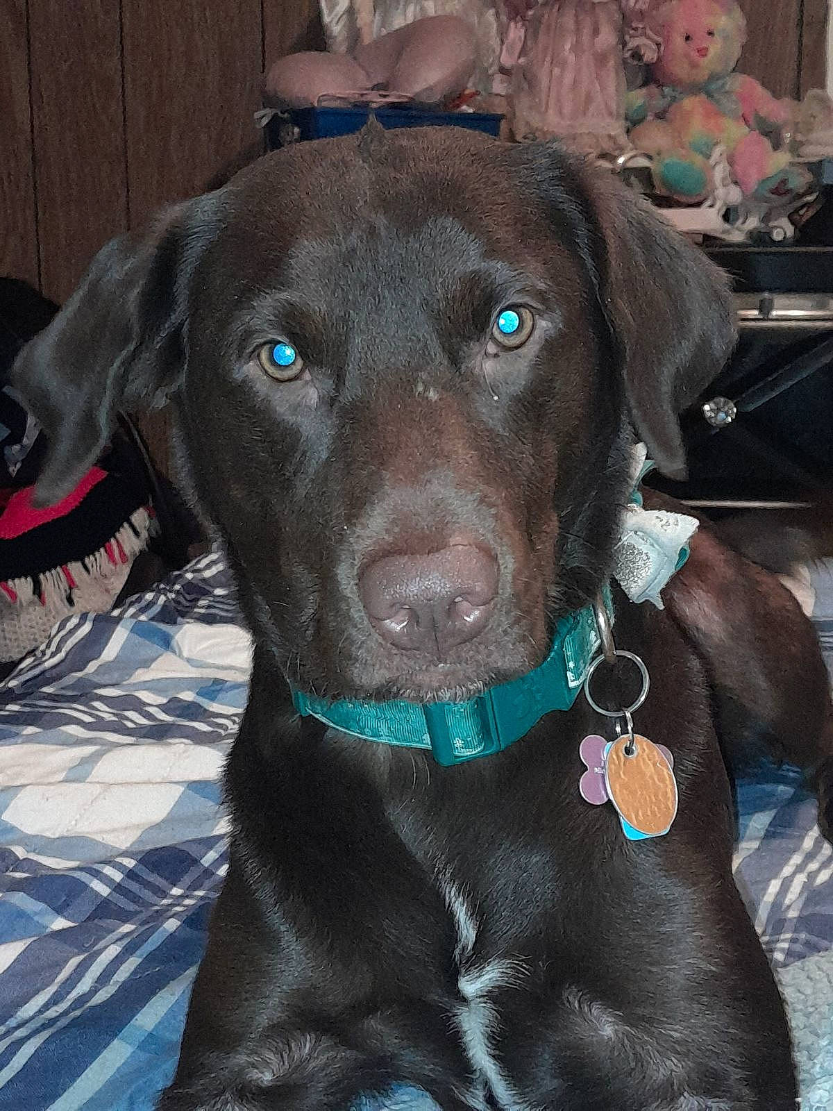 Rileymae is registered to the contest to win money with this photo: borador, canidae, carnivore, collar, companion_dog, dog, dog_breed, dog_collar, electric_blue, fawn, fur, gun_dog, leash, liver, personal_protective_equipment, pet_supply, snout, sporting_group, whiskers, working_animal